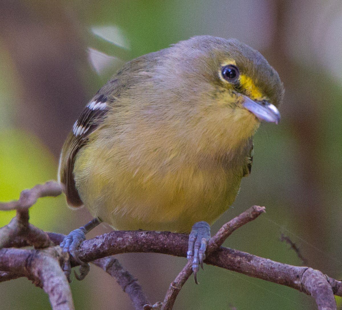 Vireo Piquigrueso - ML211089101