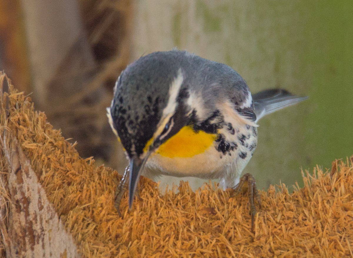 Yellow-throated Warbler - ML211089141