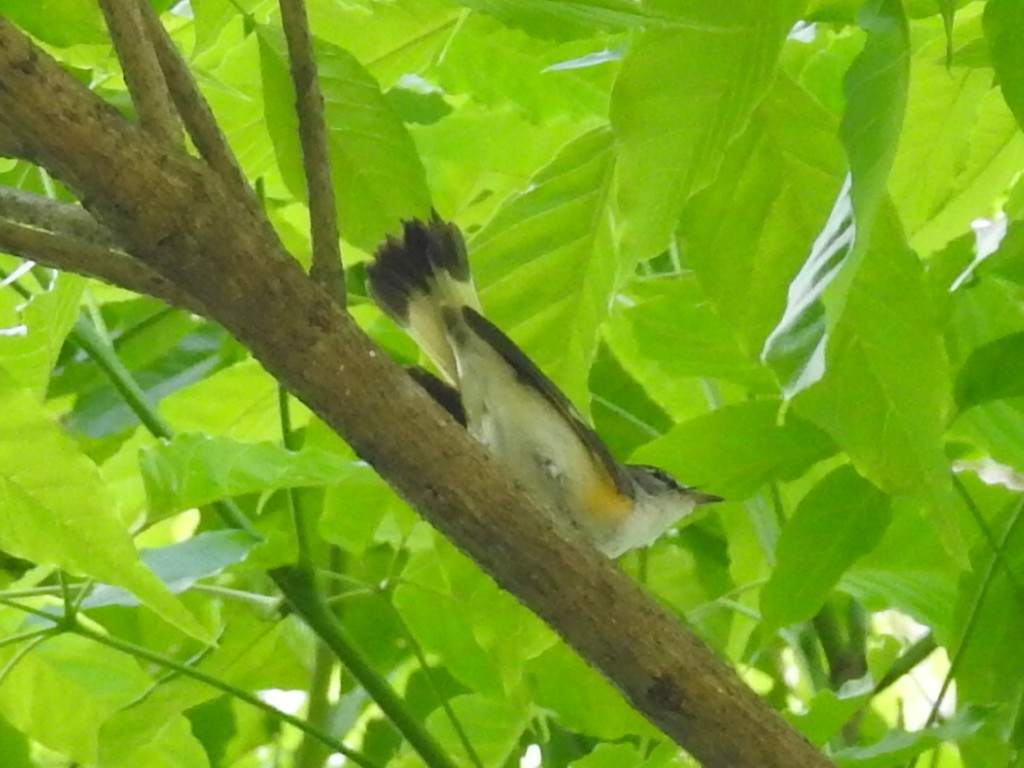 American Redstart - ML211089231