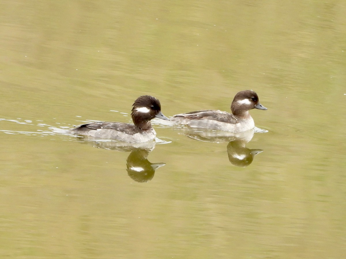 Bufflehead - ML211089431