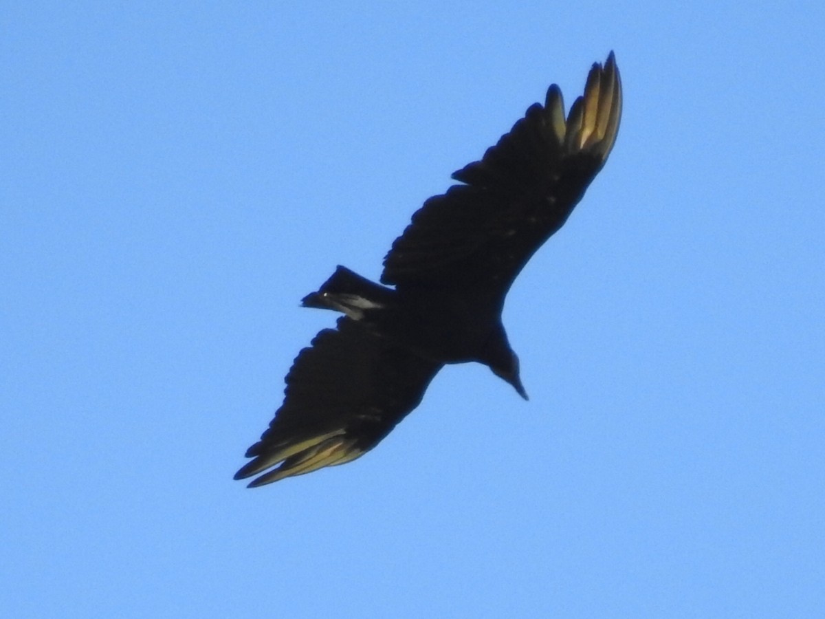 Black Vulture - ML211089491