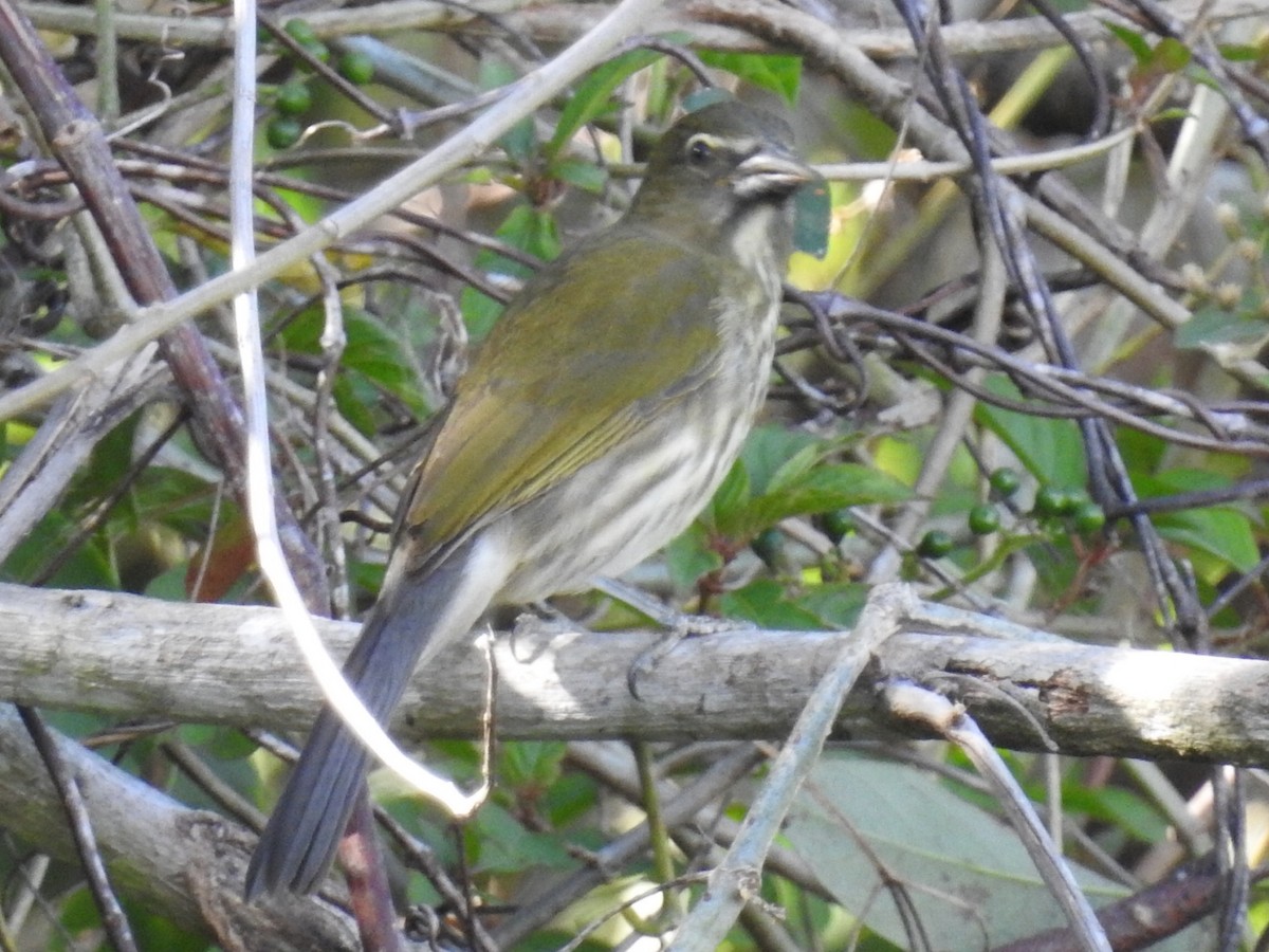 Streaked Saltator - ML211089591