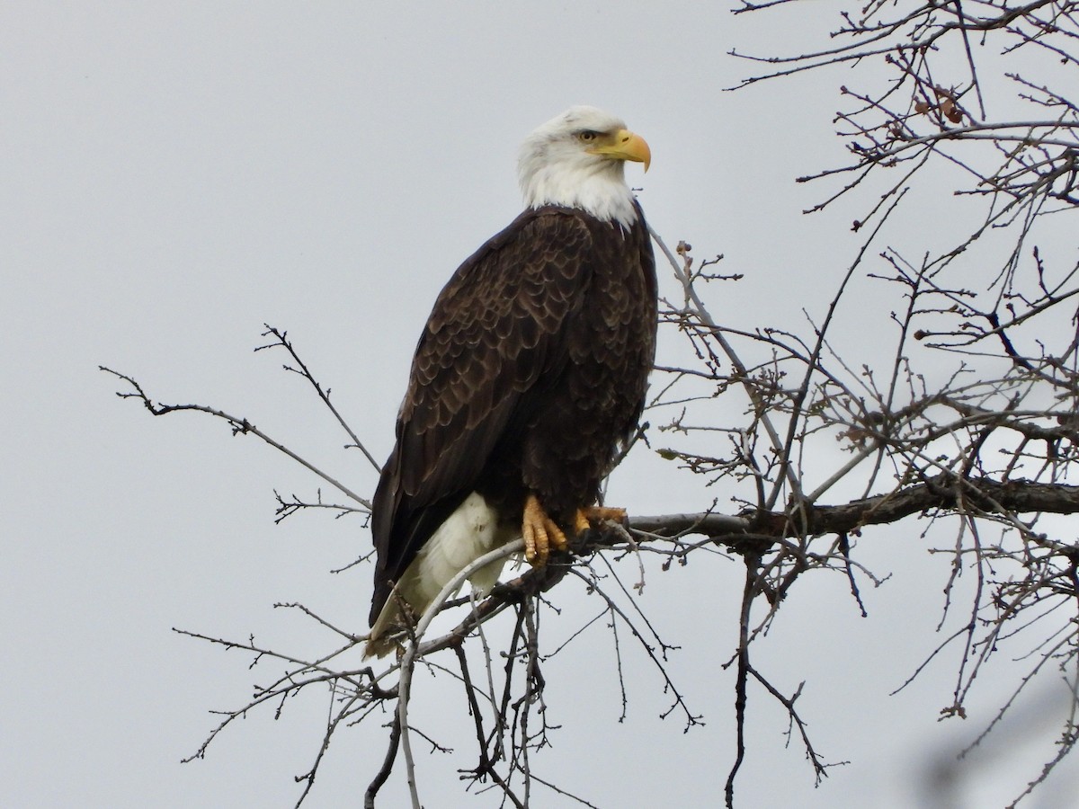 Bald Eagle - ML211089661