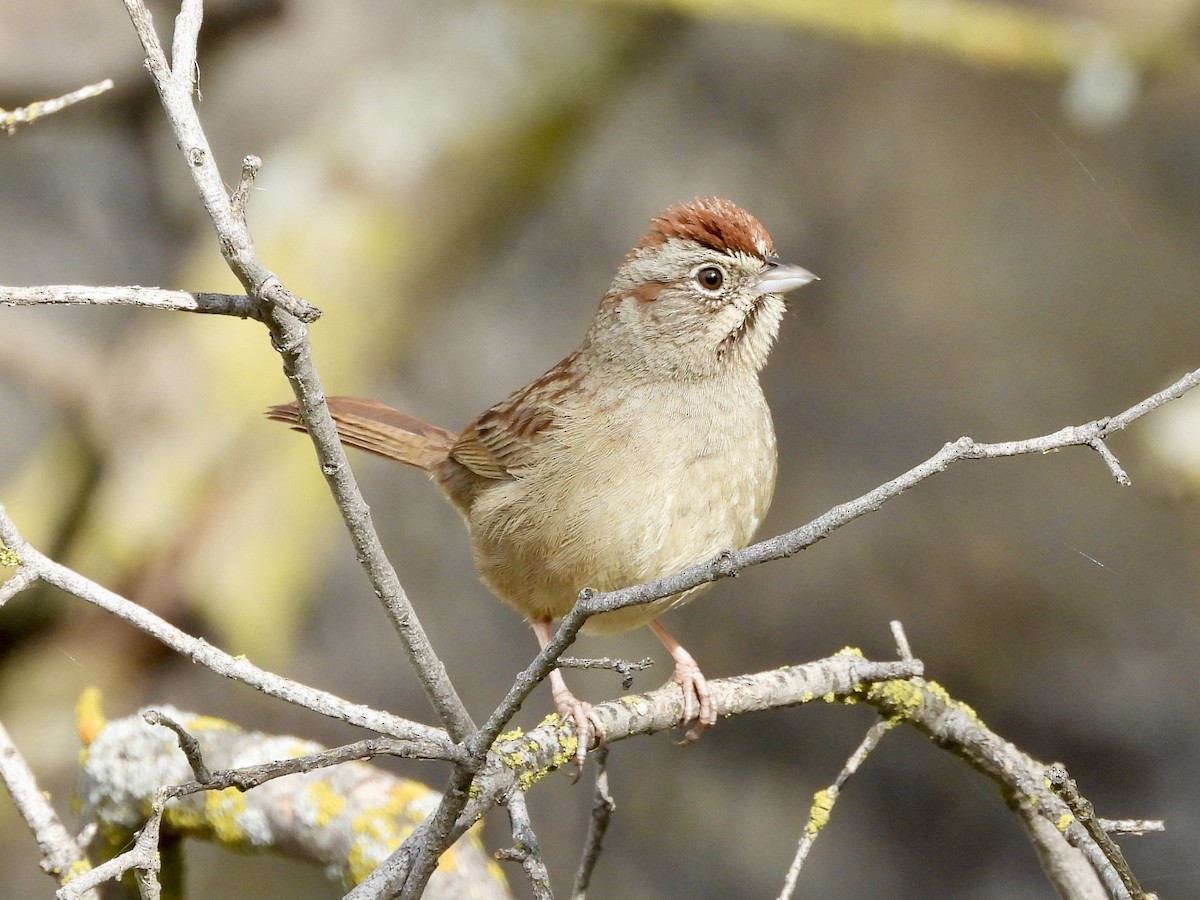Rufous-crowned Sparrow - ML211089871