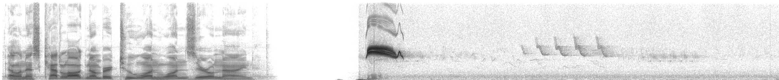 Batılı Tropikal Pivi - ML21109