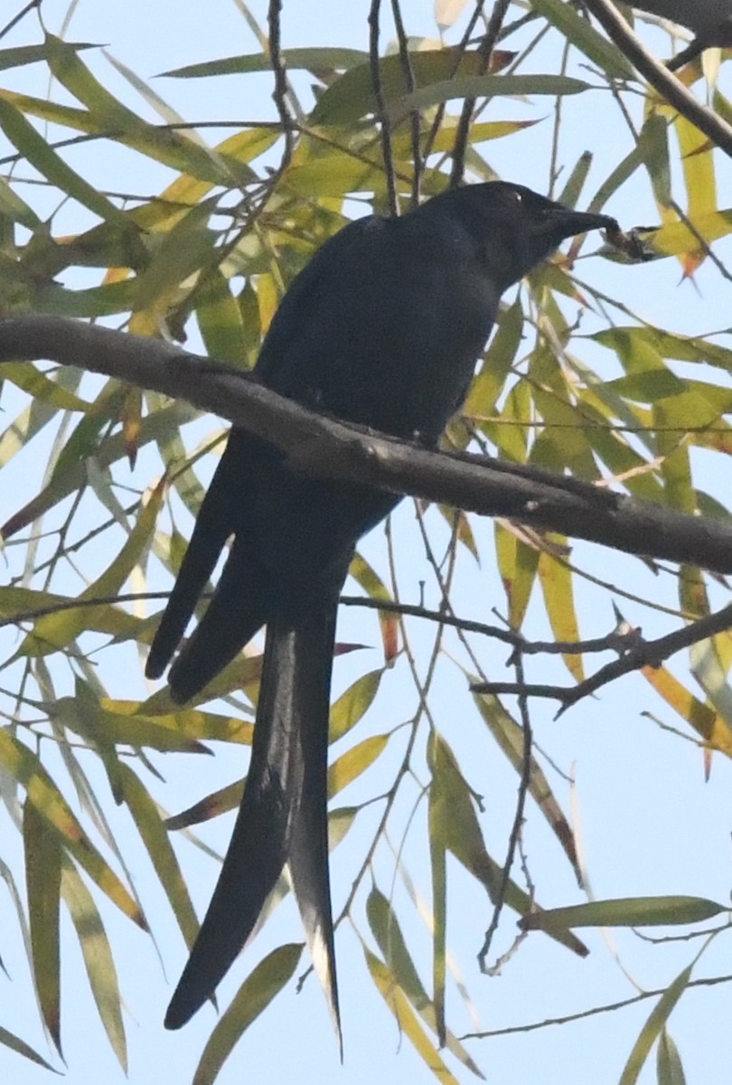 svartdrongo - ML211090011