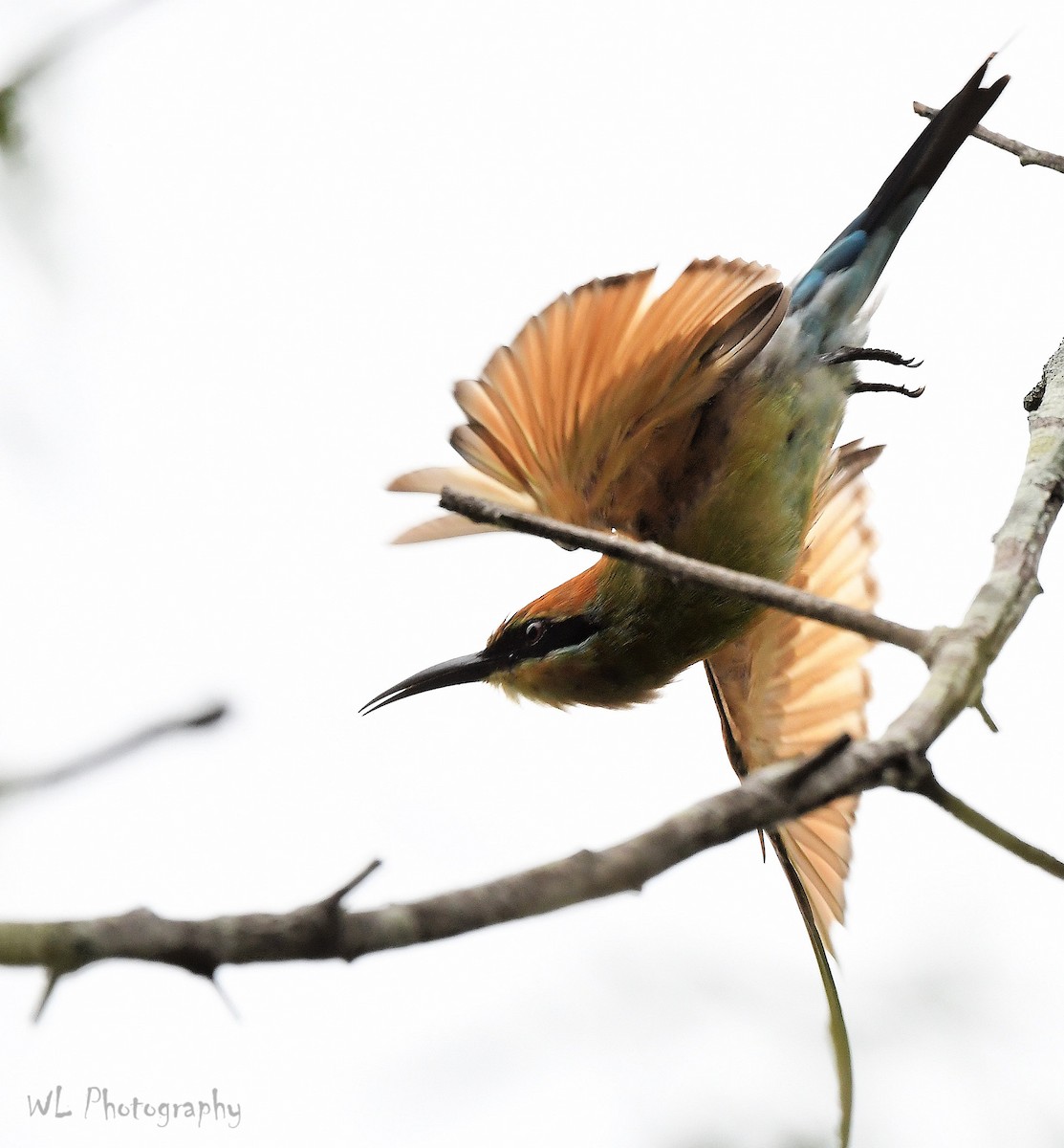 Rainbow Bee-eater - ML211091161