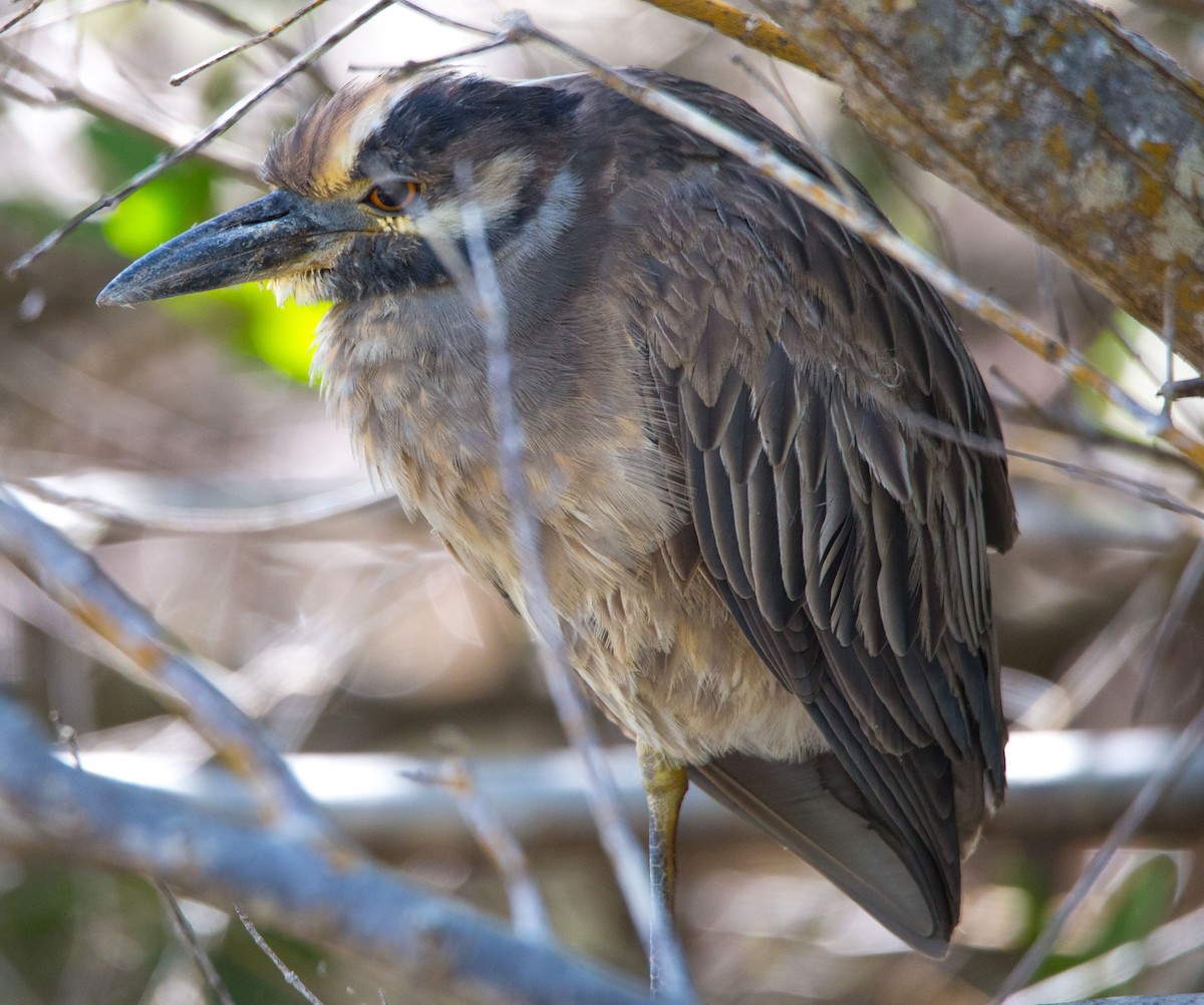 Yellow-crowned Night Heron - ML211091251