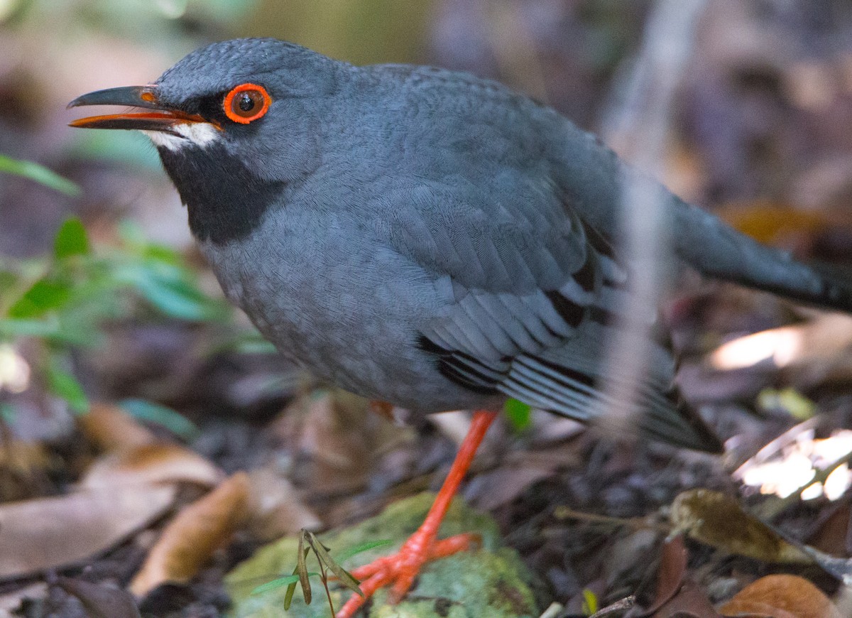 Western Red-legged Thrush - ML211091321