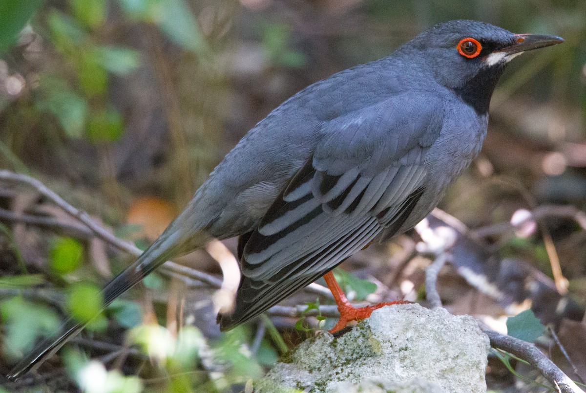 Western Red-legged Thrush - ML211091331