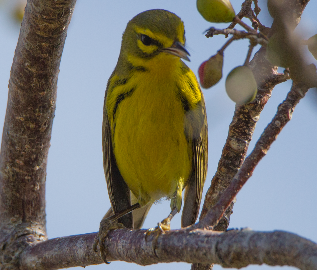 Prairie Warbler - ML211091451