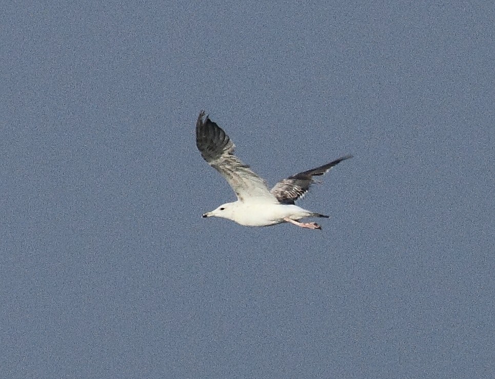 Lesser Black-backed Gull - ML21109151