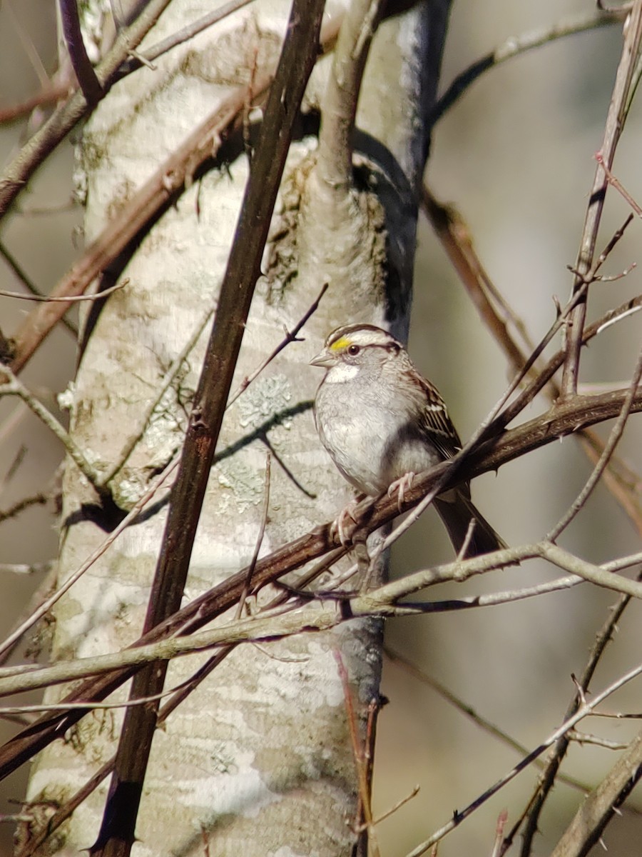White-throated Sparrow - ML211092171