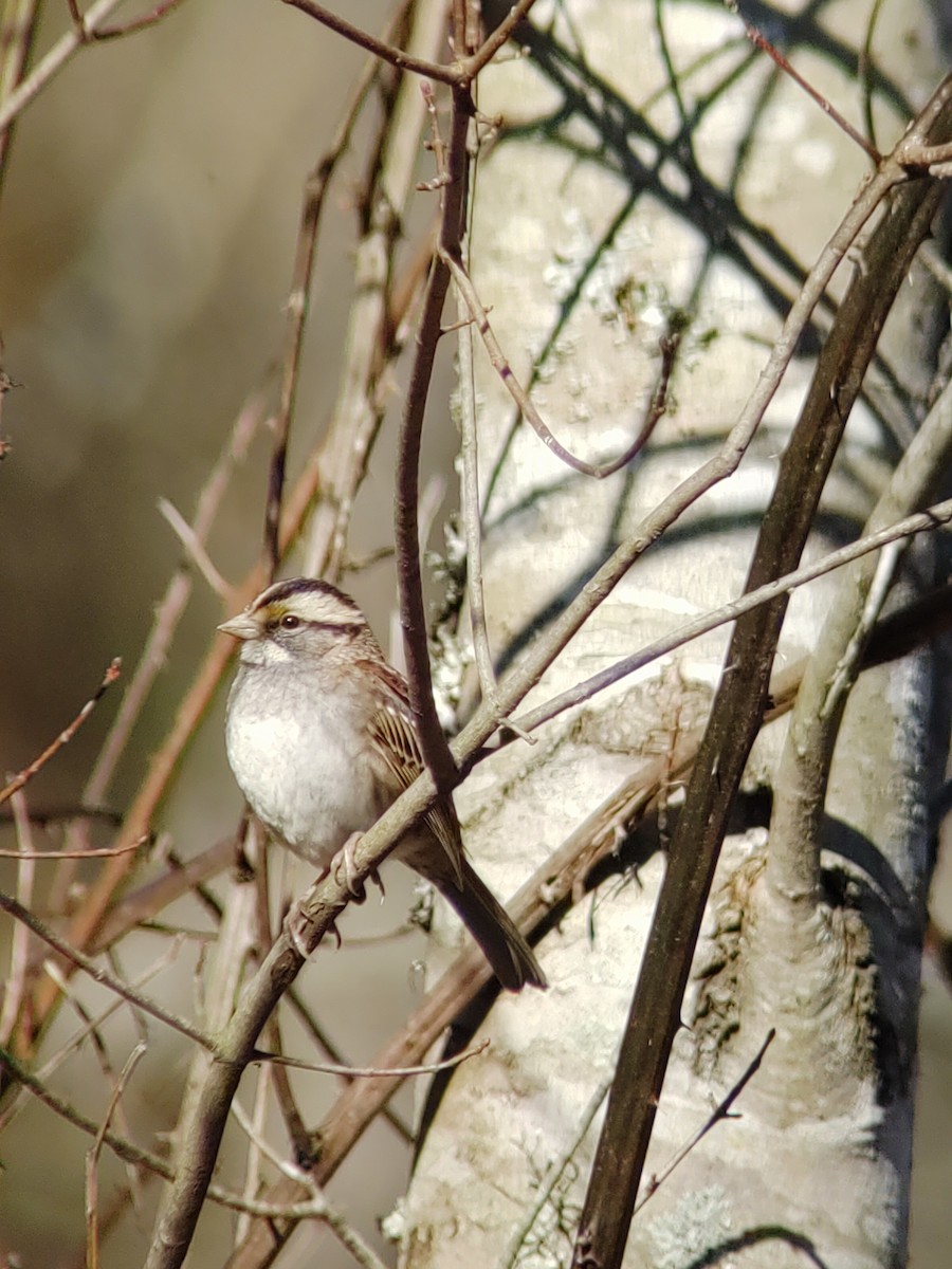 White-throated Sparrow - ML211092341