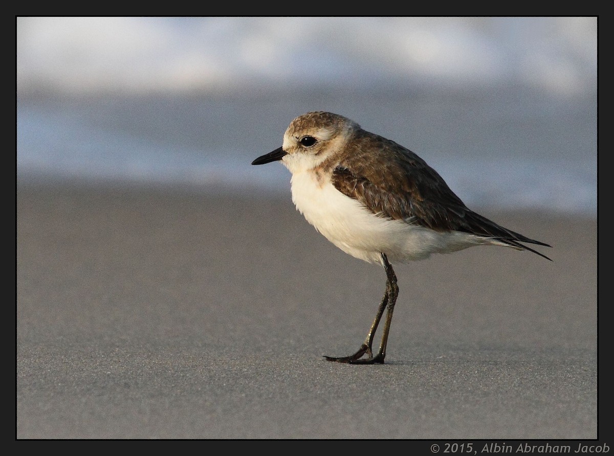 Kentish Plover - ML21109411