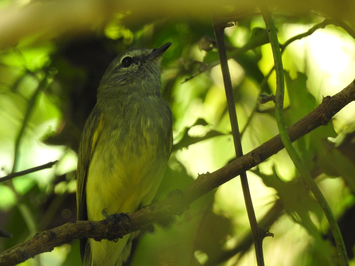 Greenish Elaenia - ML211094591