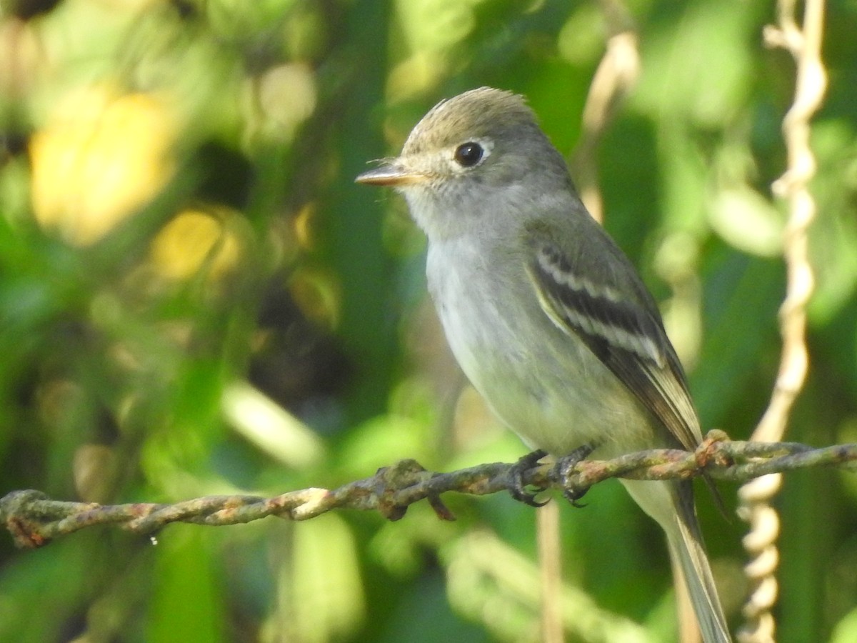 Hammond's/Dusky Flycatcher - ML211094601