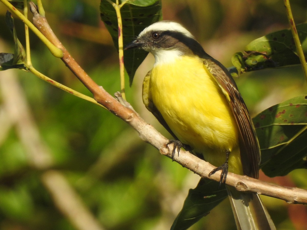 Social Flycatcher - ML211094831