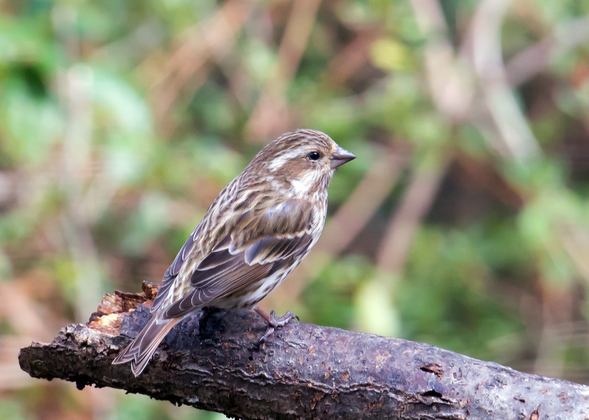 Purple Finch - Naseem Reza