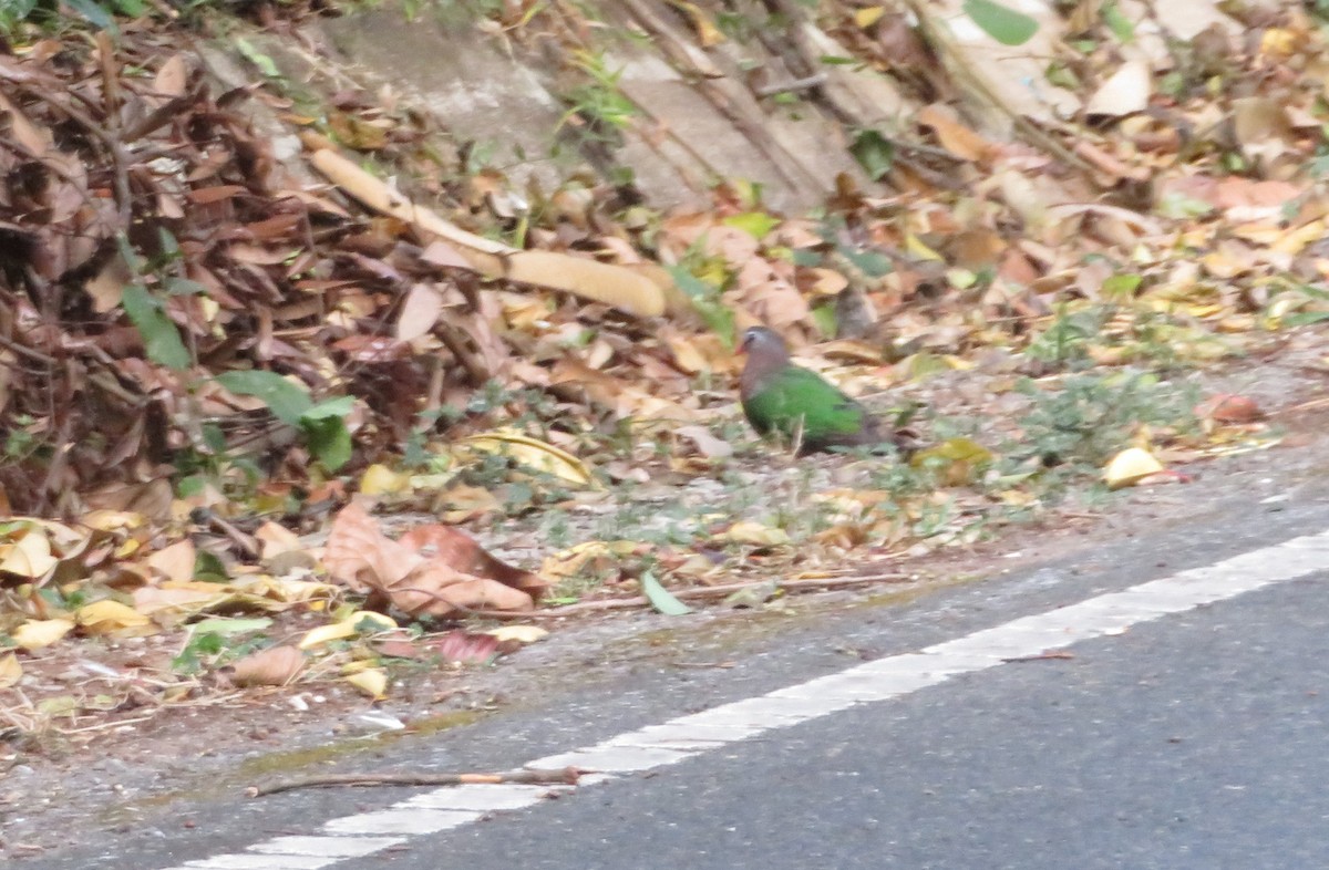 Asian Emerald Dove - Michael  Autin