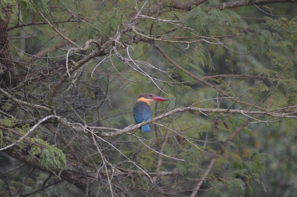 Stork-billed Kingfisher - ML21109761