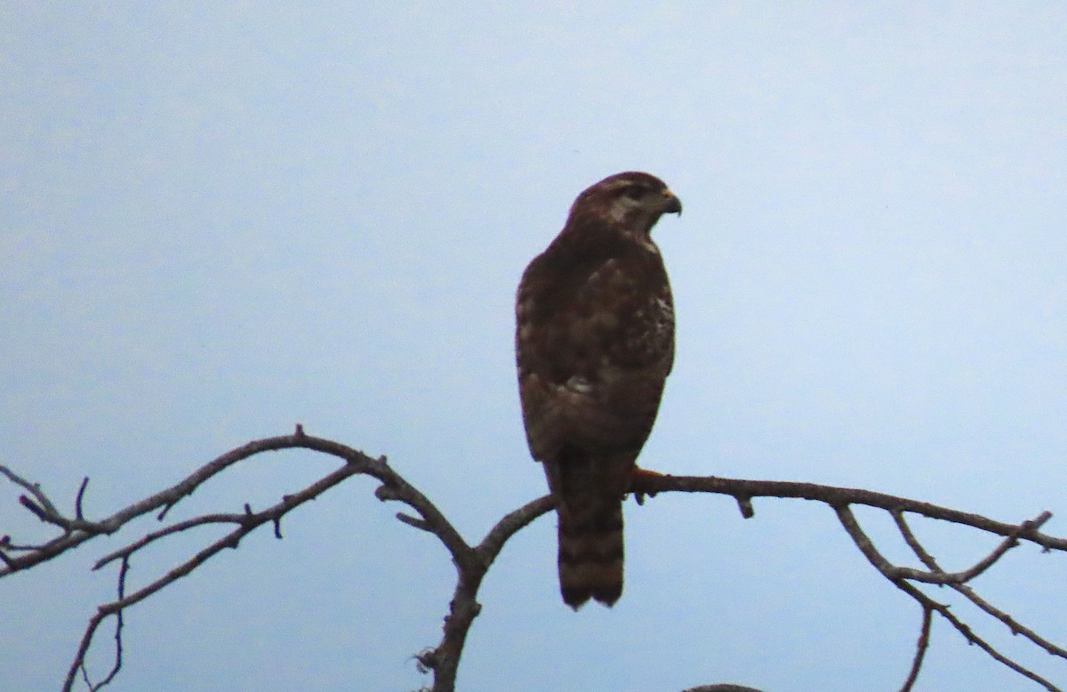 Gray Hawk - ML211098301