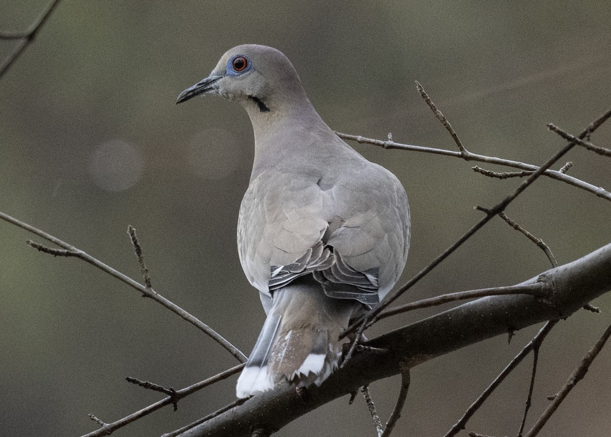 White-winged Dove - ML211098331