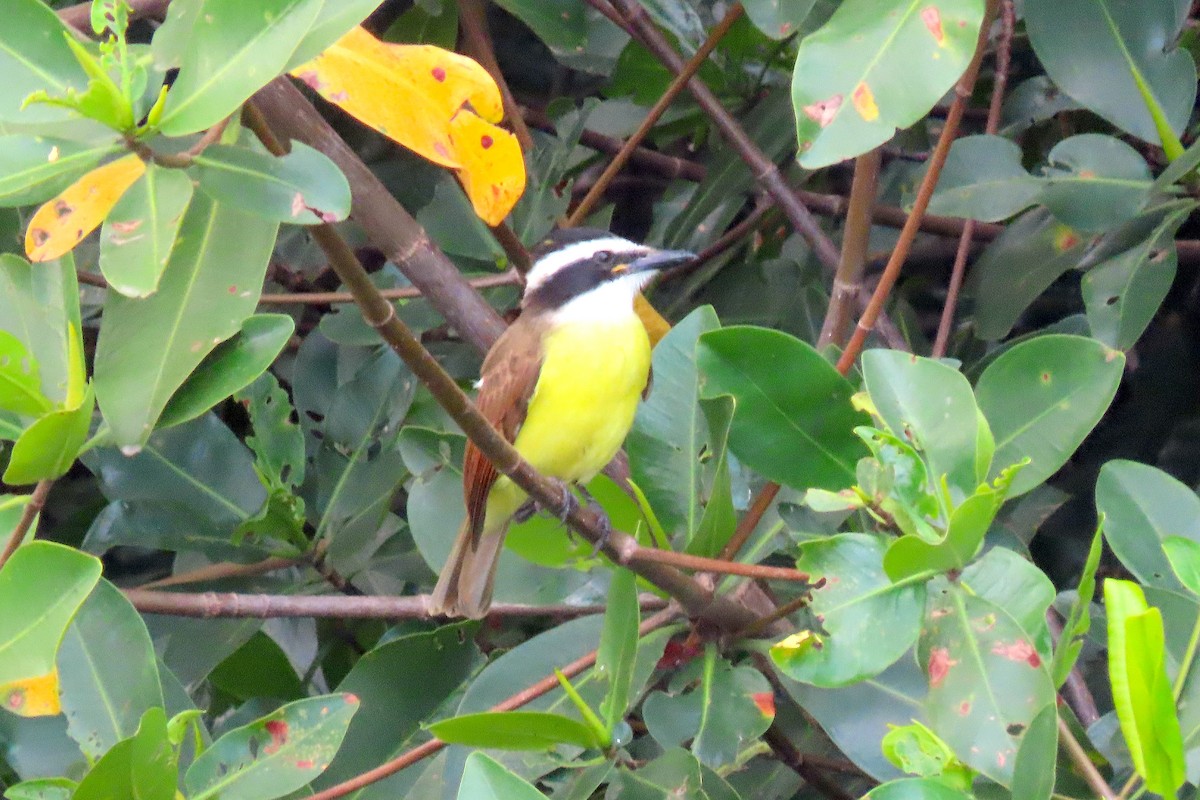 Great Kiskadee - ML211098381