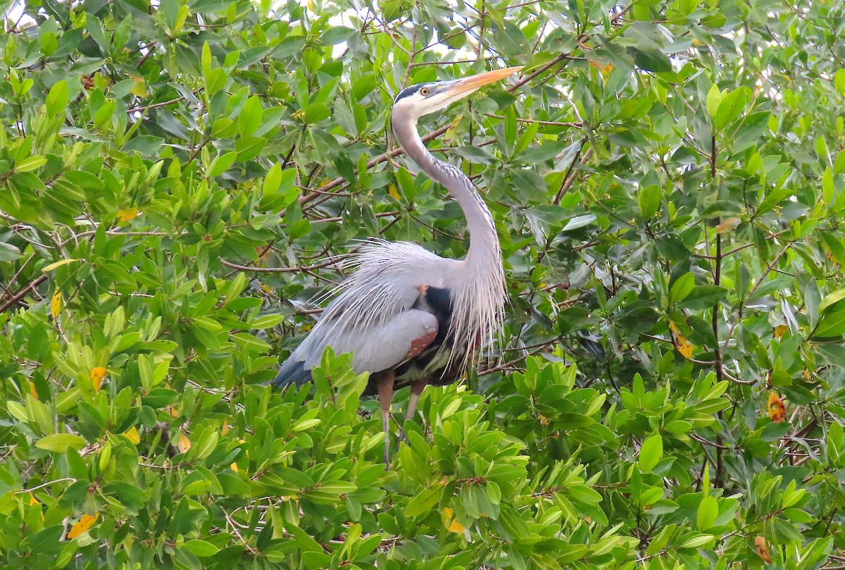 Great Blue Heron - ML211098421