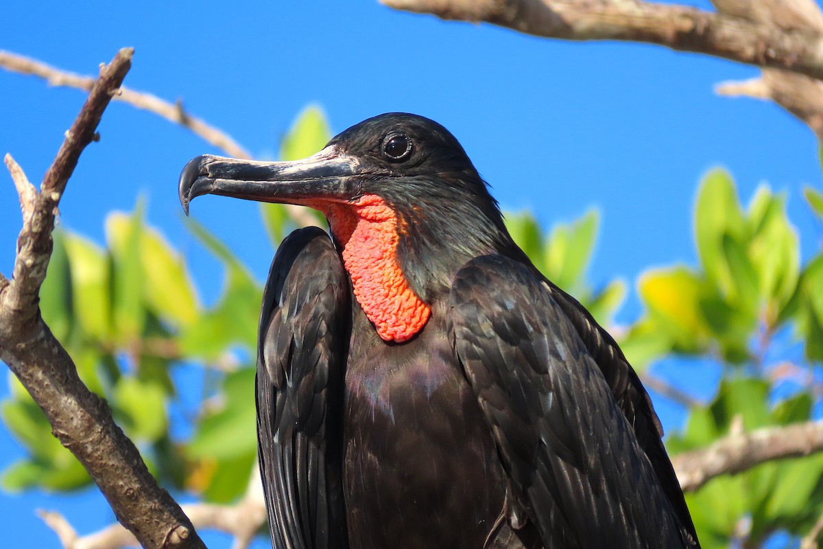 Magnificent Frigatebird - ML211098491