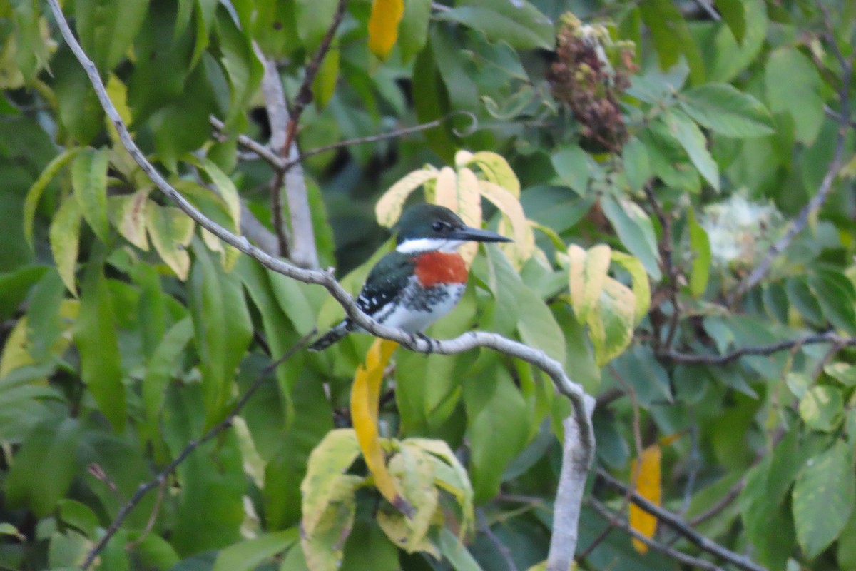 Green Kingfisher - ML211098501