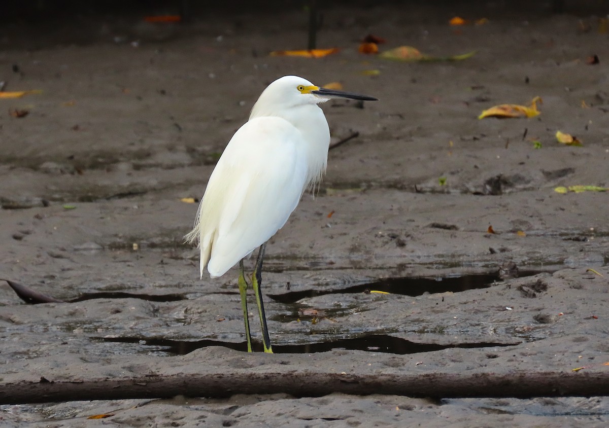 Snowy Egret - ML211098511