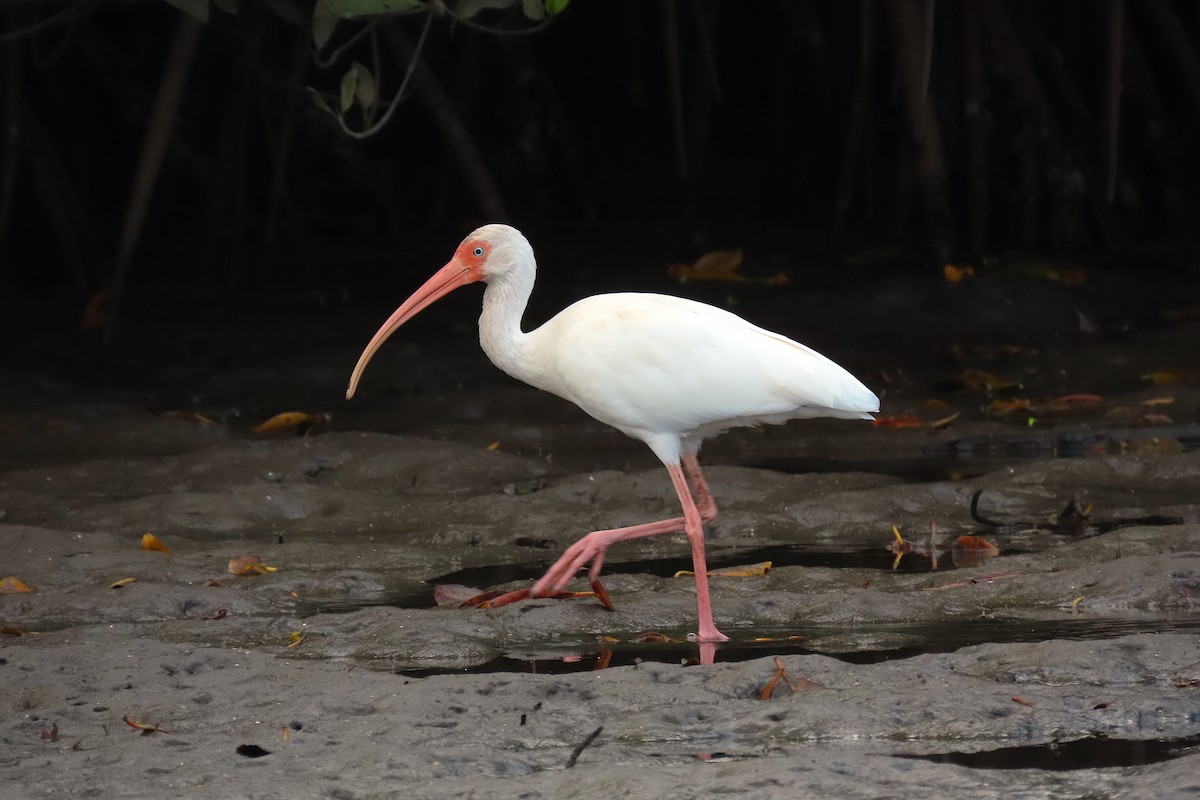 Ibis blanc - ML211098521