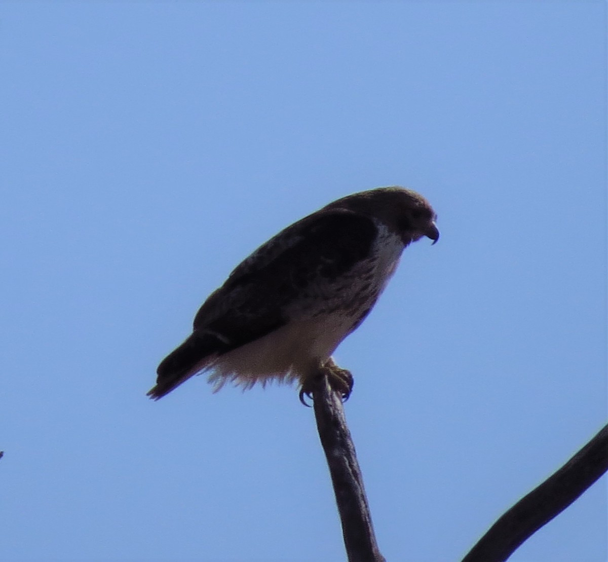 Red-tailed Hawk - ML211099321