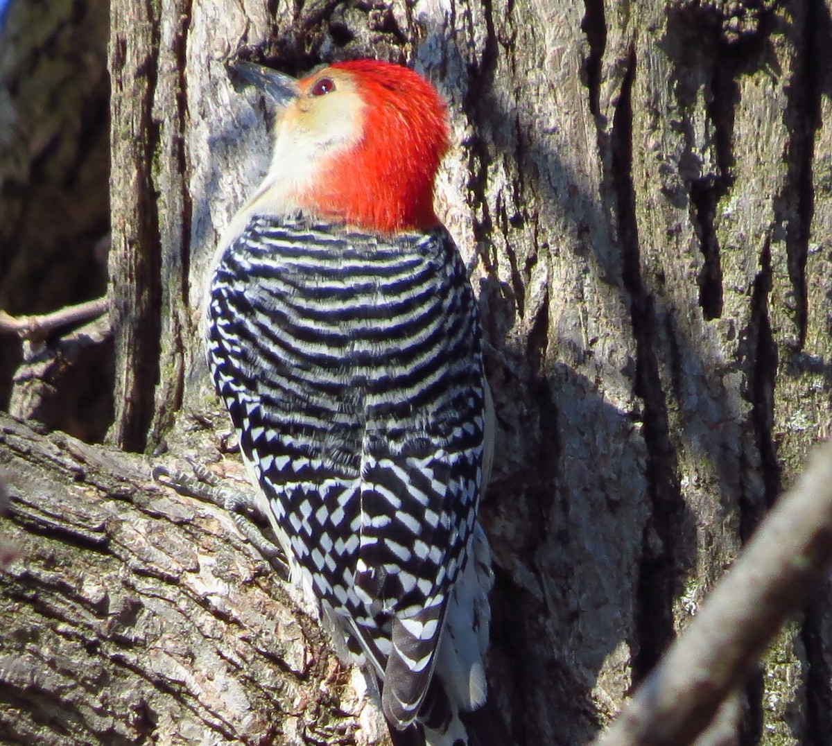 Red-bellied Woodpecker - Mayumi Barrack