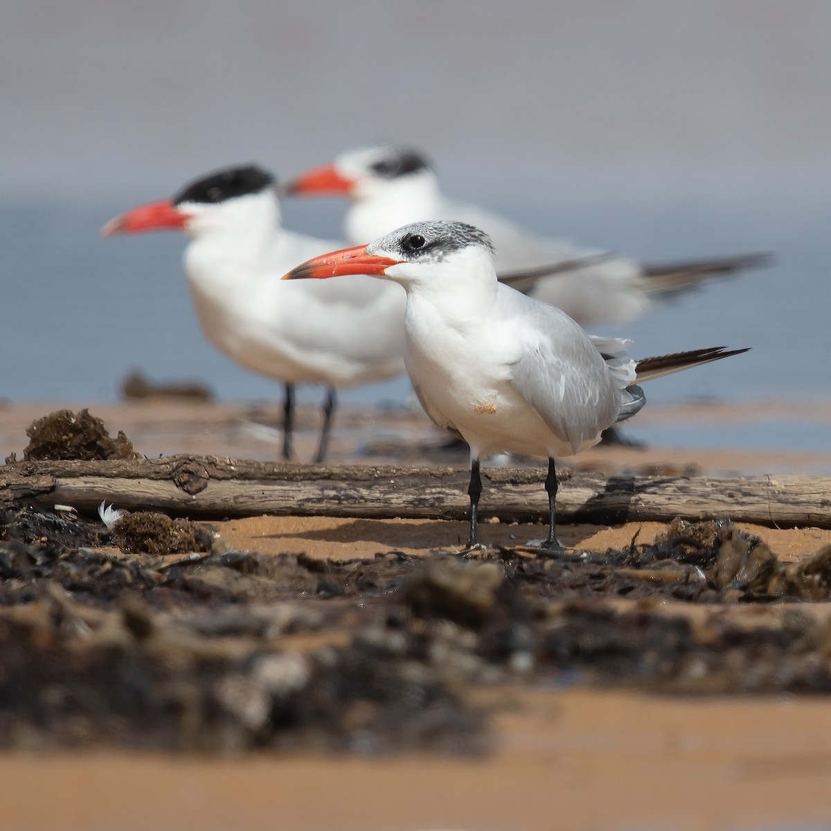 Caspian Tern - JJ Harrison