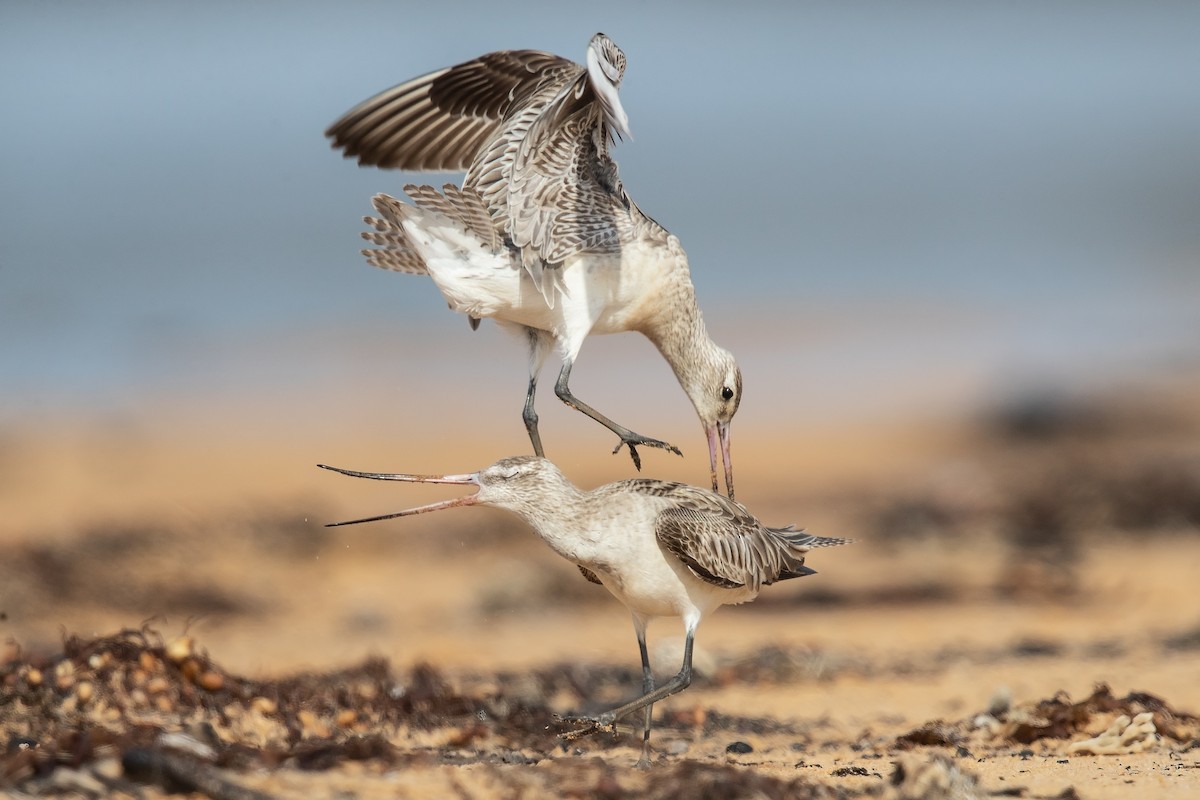 Bar-tailed Godwit - ML211099661