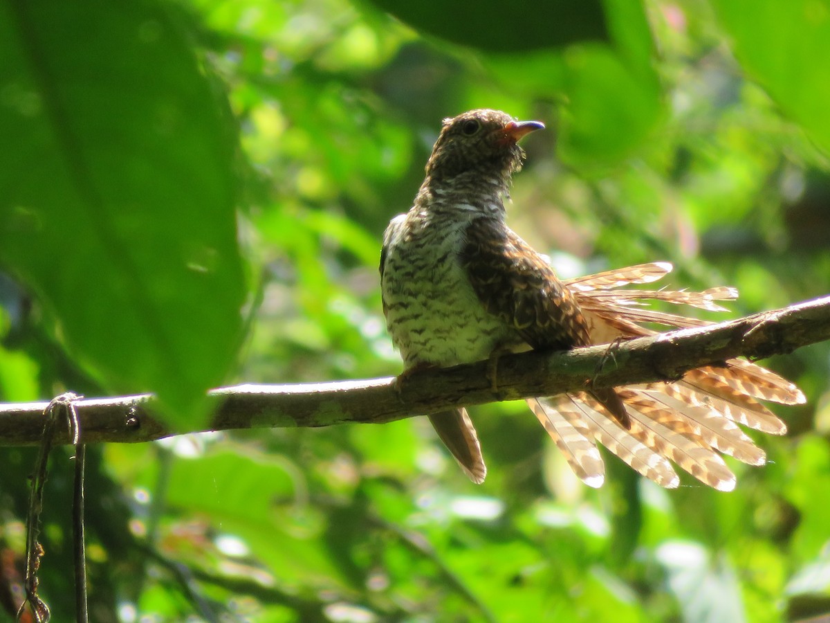 Plaintive Cuckoo - ML211103851