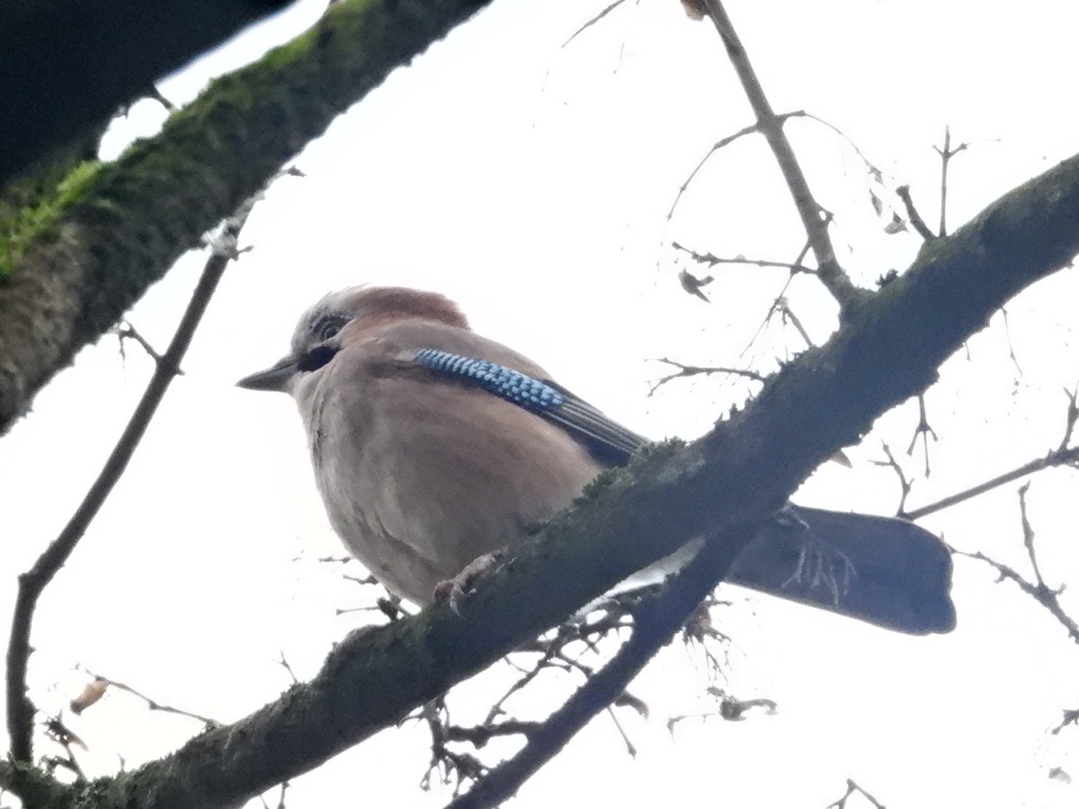 Eurasian Jay - ML211104891