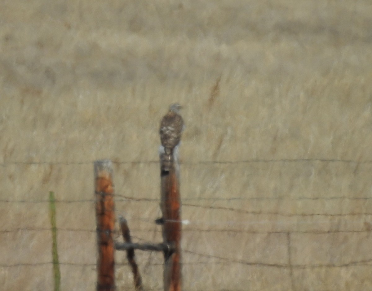 American Goshawk - ML211105111