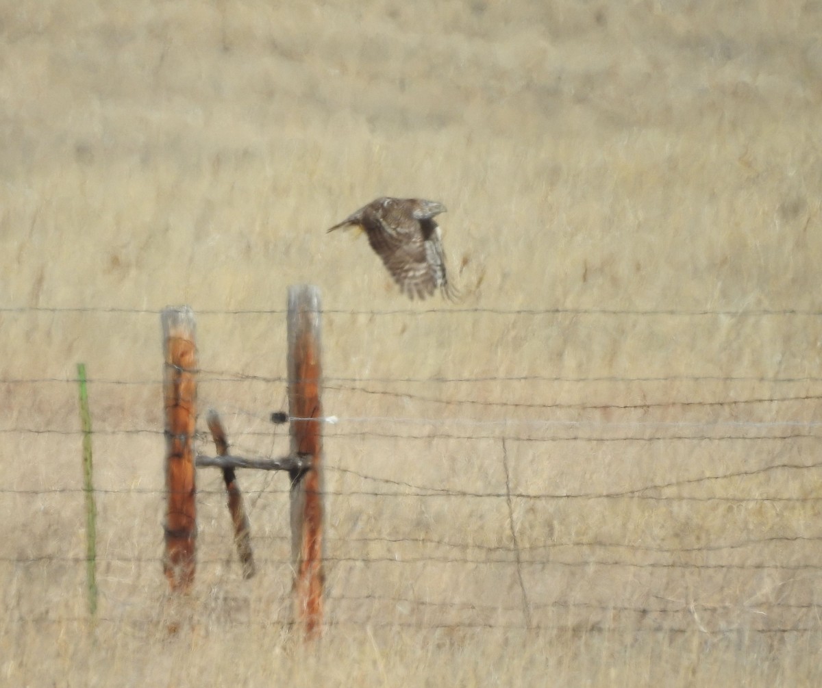 American Goshawk - Shane Sater