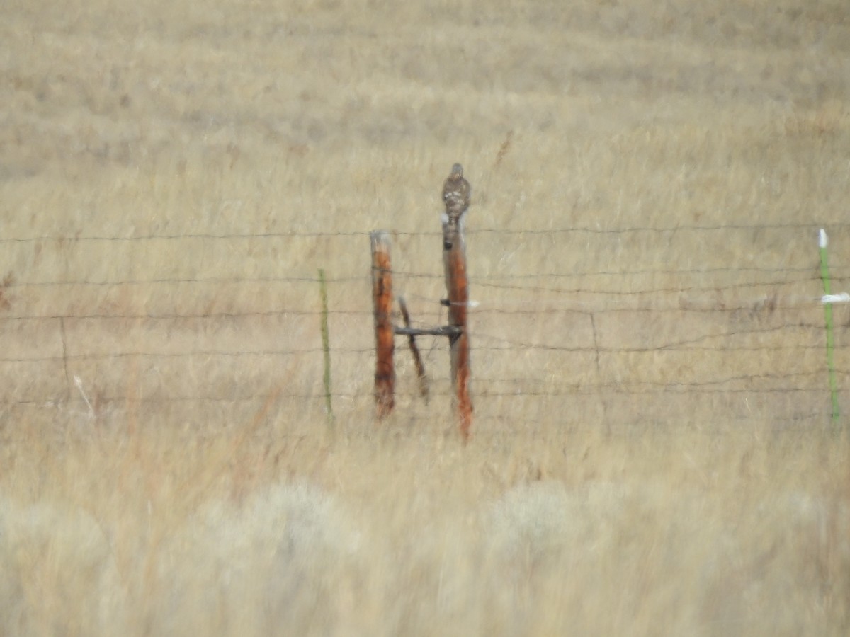 American Goshawk - ML211105191