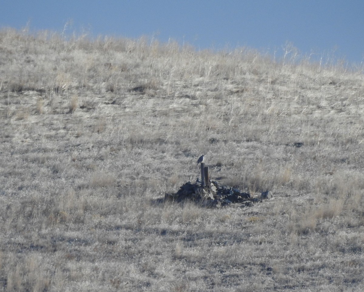 Prairie Falcon - ML211105221