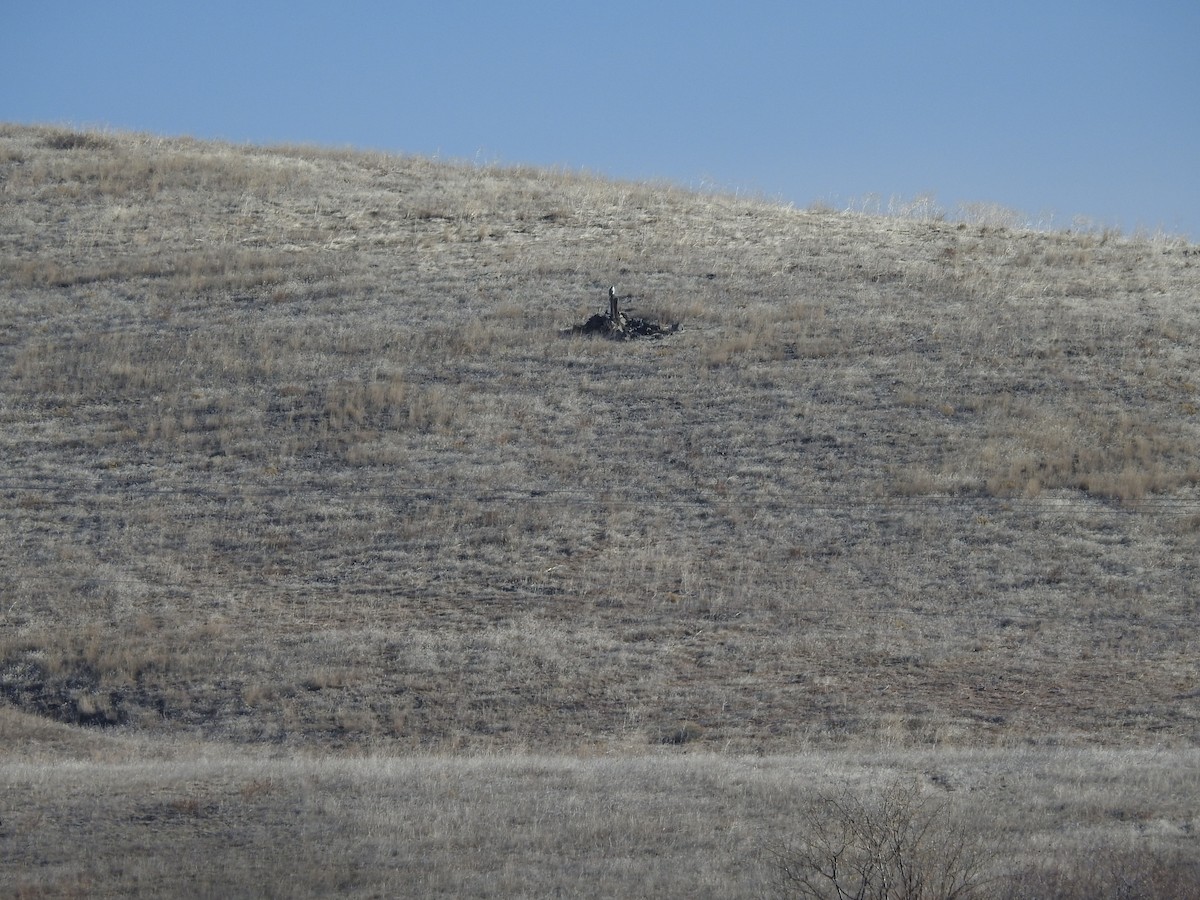 Prairie Falcon - ML211105441