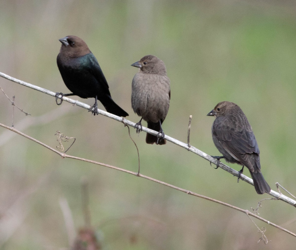 Brown-headed Cowbird - ML211107281