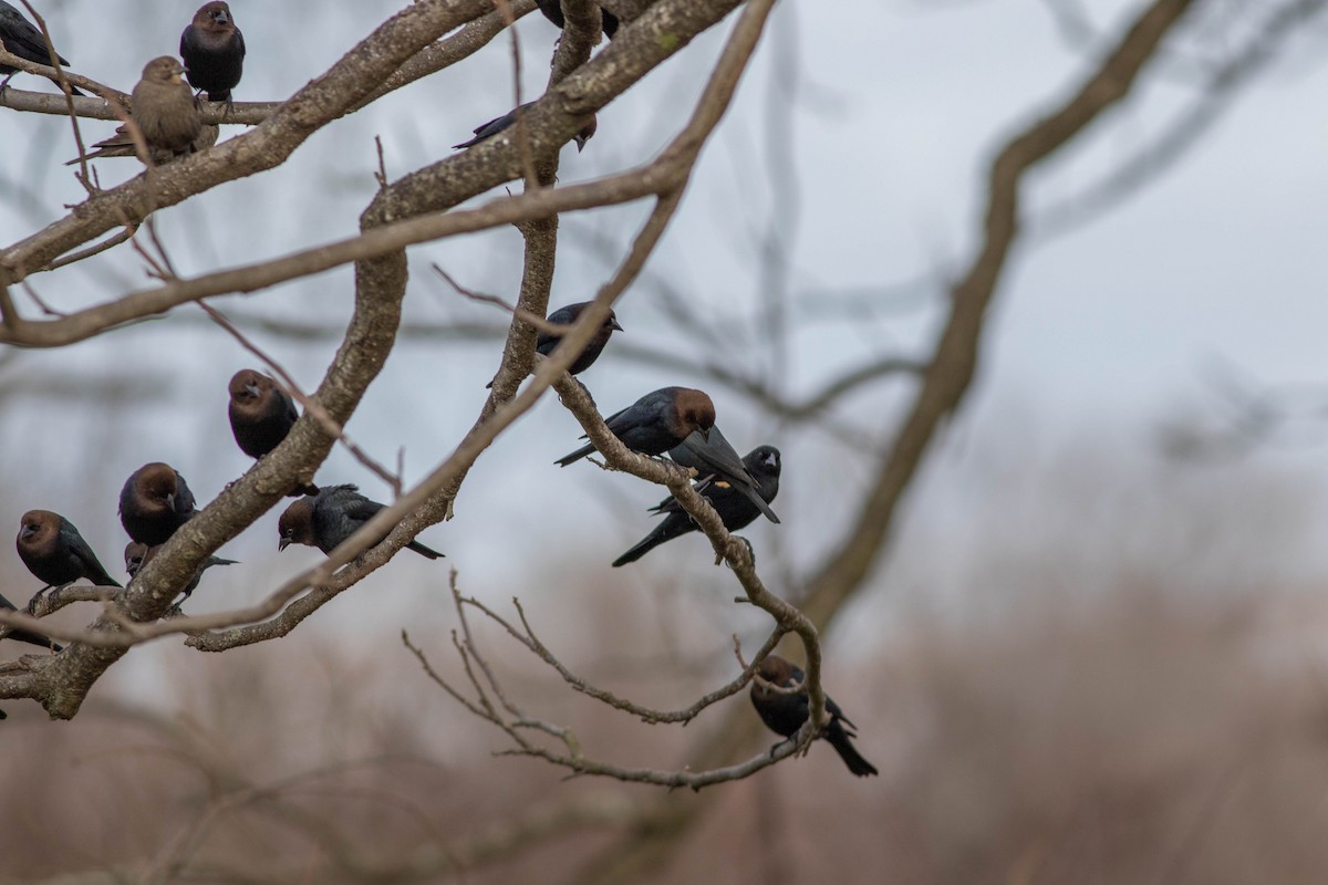 Brown-headed Cowbird - ML211107321