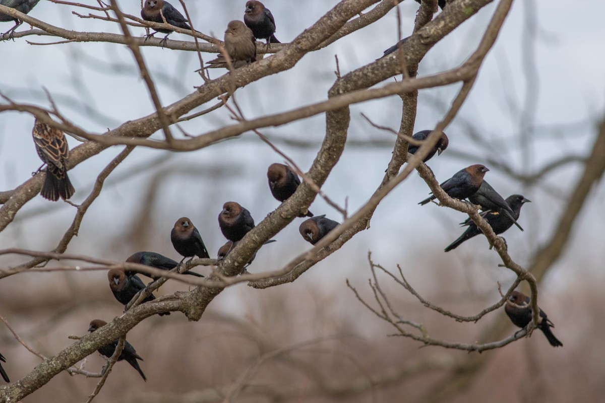 Brown-headed Cowbird - ML211107331