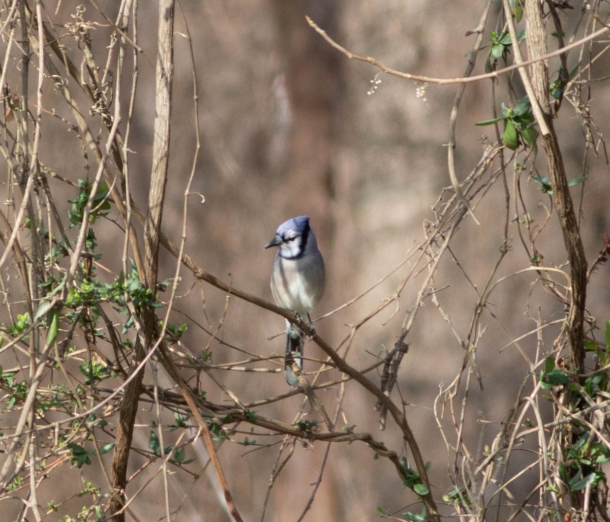 Chara Azul - ML211107811