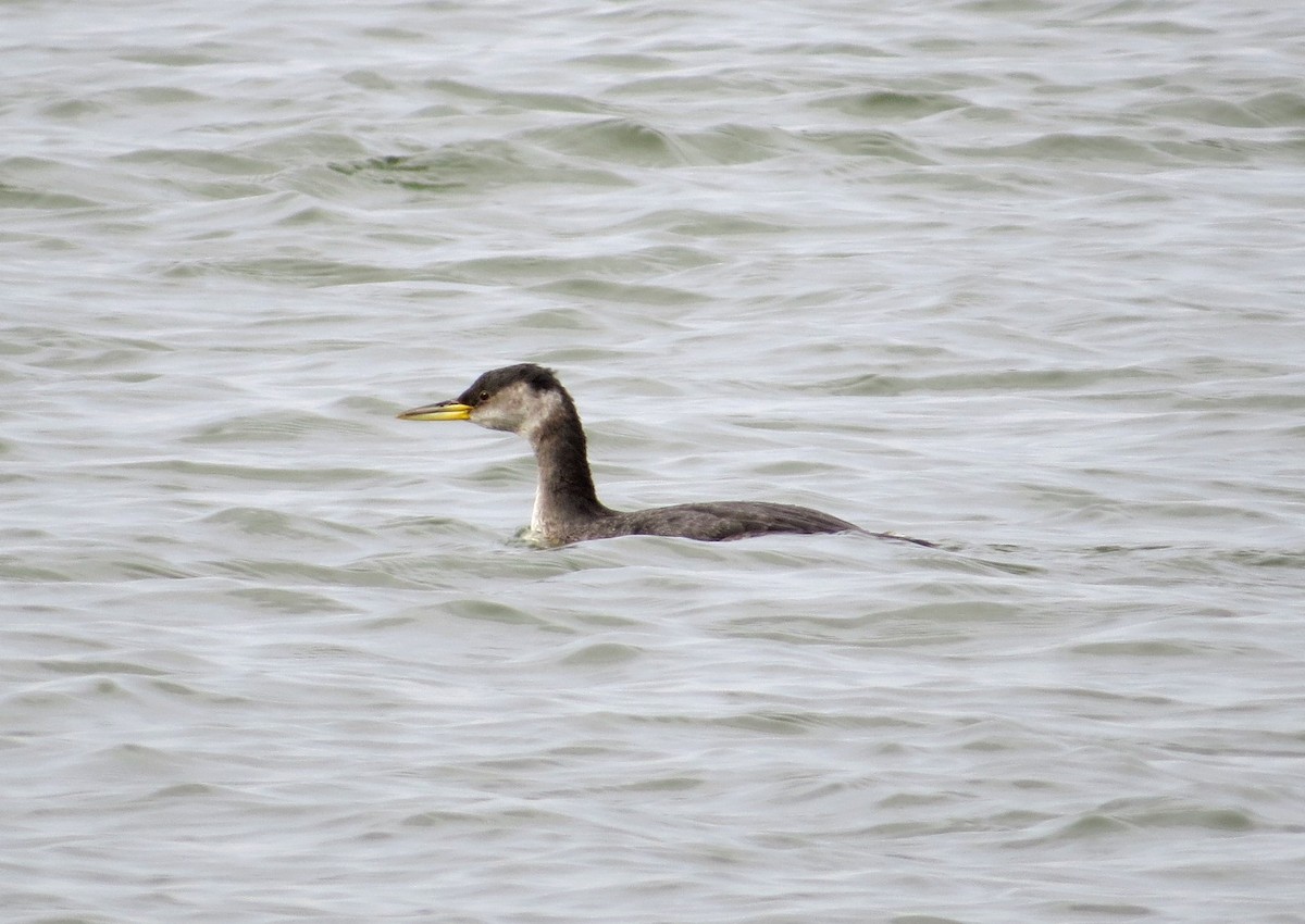 Red-necked Grebe - Deanne Hardy
