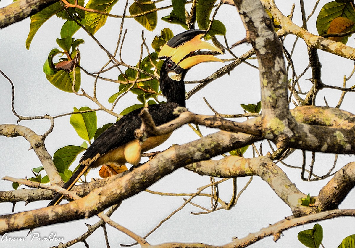 Malabar Pied-Hornbill - Arun Prabhu